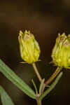 Savannah milkweed